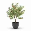Peach Tree 'Turkish'