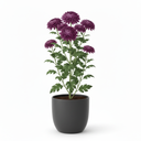 Chrysanthemum 'Touba'