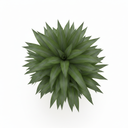 Dracaena Ulises 'Ulises'