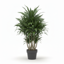 Dracaena Ulises 'Ulises'
