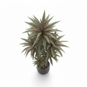 Madagascar Dragon Tree 'Bicolor' 'Bicolor'