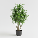 Song of India Plant 'Song of India'