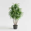 Song of India Plant 'Song of India'