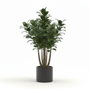 Compact Dracaena 'Compacta'