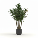 Compact Dracaena 'Compacta'