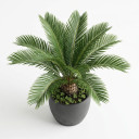 Sago Palm (Cycas)