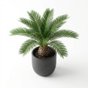 Sago Palm (Cycas)