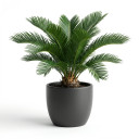Sago Palm (Cycas)