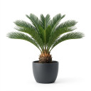 Sago Palm (Cycas)