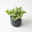 Lucky Bamboo 'Braided/Clipped Canes'