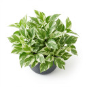 Lucky Bamboo 'Braided/Clipped Canes'