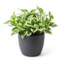 Lucky Bamboo 'Braided/Clipped Canes'