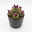 Moon Cactus (Gymnocalycium)