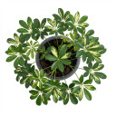 Moon Cactus (Gymnocalycium)