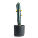 Moon Cactus (Gymnocalycium)