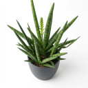 Treasure Flower (Gazania)