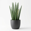 Treasure Flower (Gazania)