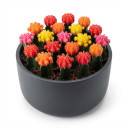 Money Tree 'Braided Stem'