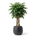 Money Tree 'Braided Stem'