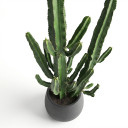 Candelabra Tree Euphorbia