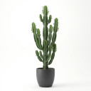 Candelabra Tree Euphorbia