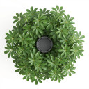 Ornamental Cabbage (Flowering Kale)