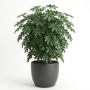 Ornamental Cabbage (Flowering Kale)