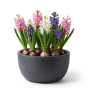 Common Hyacinth