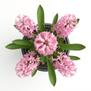 Dutch Hyacinth