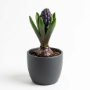 Dutch Hyacinth