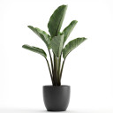 Giant White Bird of Paradise