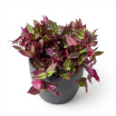 Wandering Dude (Inch Plant)