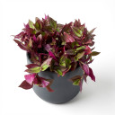 Wandering Dude (Inch Plant)