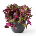 Wandering Dude (Inch Plant)