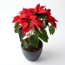 Poinsettia