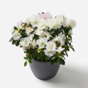Florist's Azalea