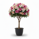 Azalea Standard 'Standard Topiary'