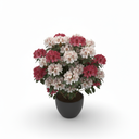 Azalea Standard Tree