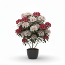 Azalea Standard Tree