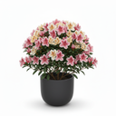 Azalea 'Bon Bon'