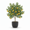 Lemon Tree 'Meyer'