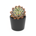 Echeveria Assorted Colors 'Assorted Cultivars'