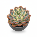Echeveria Assorted Colors 'Assorted Cultivars'