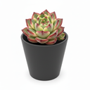 Echeveria Miranda 'Miranda'