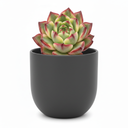 Echeveria Miranda 'Miranda'