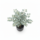 Eucalyptus