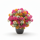 Bougainvillea 'Tricolor'