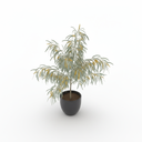 Dwarf River Wattle 'Dwarf'