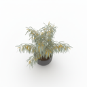 Dwarf River Wattle 'Dwarf'