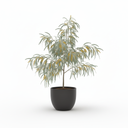 Dwarf River Wattle 'Dwarf'